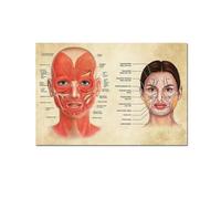 Face Anatomy Poster Facial Muscles and Veins Skin Beauty Plastic Massage Medical Educational Canvas Poster Print Wall Decor- 50X70cm Unframed
