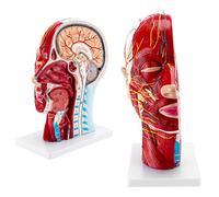 Face Head Muscle Model Head Anatomical l Cavity Throat Brain Anatomy Life Size Half Head Model Superficial Neurovascular