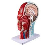 Face Head Muscle Model with Superficial Neurovascular and Musculature, Human Half Head Anatomical Model, Shows Cranial Cavity Nerve, Life Size, for Science Classroom Study, Display