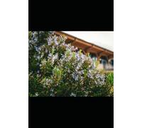 FACILI TISANE NATURALI: Guida pratica alle piante officinali per la salute e il benessere (Viaggi)