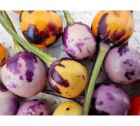 Faddas A/c 101 B Chilli Seeds - 10 Fresh Seeds