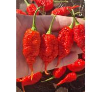 Faddas Poison Tail Chilli Seeds - 10 Fresh Seeds
