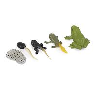 Fafeicy 5 Stage Frog Life Cycle Model Set 1.8-2.6 Inch Biology Educational Toy with Detailed Development Stages for Classroom Teaching and Home Display