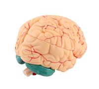 Fafeicy Anatomical Brain Arteries Model for Study, Life-size Human Brain Model with Arterial Supply, Ideal for Doctors or Professionals