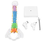 Fafeicy The Vertebral Bone Model 45 Cm PVC Material with Thigh Bone End Model for Learning and Teaching Professional Devices