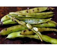 Fagioli, semi Fava, biologica, non OGM, 200 semi per pacchetto, Grande fagioli carnosa