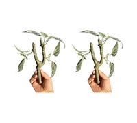 Fahoujs 2PCS Artificial Branch for Lizards Habitats Promoting Exercise Easy Installation Terrariums Decor Realistic Rainforest Climbing Branch for Reptiles Terrariums