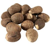 Fair Trade Ecuador Tagua Nuts | Vegan Ivory | Medium 55-65mm / 5.5cm-6.5cm (2.16''-2.56'') (20)