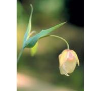 Fairy Lantern 30ml Dosage Flower Essence Prepared from FES Stock essences