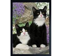 Faithful Friends CAT 3D FRIDGE MAGNET TWO BLACK AND WHITE CATS
