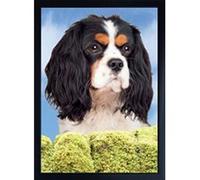 Faithful Friends CAVALIER KING CHARLES TRI COLOUR DOG 3D FRIDGE MAGNET