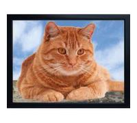 Faithful Friends GINGER CAT 3D FRIDGE MAGNET