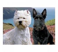 Faithful Friends SCOTTISH TERRIER AND WEST HIGHLAND TERRIER GREETINGS CARD