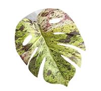 Fake Leaf for Jumping Spider - for Pets in the Shape of a Realistic Leaf with Jumping Spider | for Plants Terrarium Snake Rug Pets