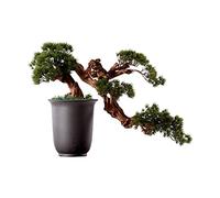Fake Plants Artificial Bonsai Tree Simulated Silicone Conifer Ceramic Pot Clear Branch Texture Home Office Living Room Decoration Bonsai Tree