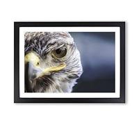 Falcon Bird (1) Framed Print | A2 Oak Framed Wall Art | Ready to Hang | Modern Nature Picture | Living Room Bedroom Lounge Office