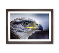 Falcon Bird (2) Framed Print | A2 Walnut Framed Wall Art | Ready to Hang | Modern Nature Picture | Living Room Bedroom Lounge Office