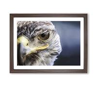 Falcon Bird No.1 Modern Framed Print | A4 Walnut Framed Wall Art | Ready to Hang | Modern Nature Picture | Living Room Bedroom Lounge Office