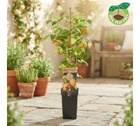 Fallgold Yellow Raspberry (Rubus Idaeus) - 15Cm Pot