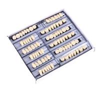 False Teeth Collection of 168 Artificial Resin Tooth Shape Display Model for Students to Build Clinical Skills Odontological Student Practice Teeth