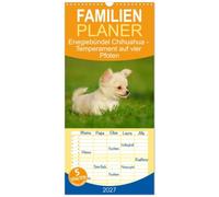 Familienplaner 2027 - Enegiebündel Chihuahua - Temperament auf vier Pfoten mit 5 Spalten (Wandkalender, 21 x 45 cm) CALVENDO: Die kleinste Hunderasse der Welt auf 13 faszinierenden Fotos