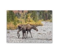 Family Fun 500 Pieces Puzzle Alaska Yukon Cow and Calf Moose in Denali National Park in Autumn Family Fun and Casual Beginner Puzzles Educational
