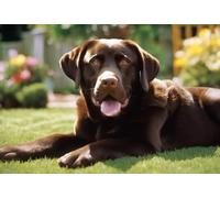 Family Fun Jigsaw Puzzle 500 Piece My Favorite Chocolate Lab Chocolate Labrador Fun Puzzles Colorful Home Decoration New Upgraded Puzzle Gifts