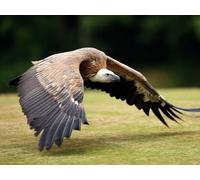 Family Fun Jigsaws Puzzles 1000 Pieces for Adults Gifts-Birds,prey,wings 70x50cm