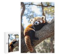 Family Jigsaw Puzzle, 1000 PCS, with Red Panda Sleeping on A Tree Branch Artwork, An Absorbing Project for Relaxed Weekends, for Quiet Evenings