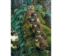Family Tree