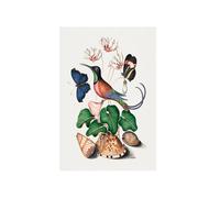famous picture artwork Crimson topaz hummingbird, Cyclamen, Red Postman and shells from the Natural History Cabinet of Anna Blackburne (1768) painting by James Bolton. sign home decor 30X40cm Unframed