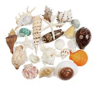 Fangoo 22 PCS Large Seashells Mixed Beach Sea Shells Ocean Starfish,Natural Colorful Sea Shells Starfish Up to 16CM, Large Seashells Perfect for Beach Theme Party Home Decor DIY Crafts Fish Tank Decor