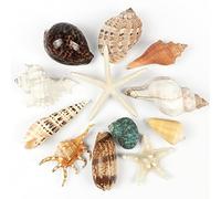 Fangoo Large Bulk Sea Shells Bulk 22 Kinds of Nature Beach Shells for Decorating Crafting, Beach Theme Decor for Display Vase Fillers Ocean Party Decorations, Sea Conch Collections Lovers Gifts