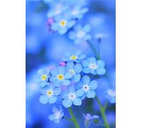 FanSee Diamond Painting Kits for Adults, Forget Me Not Flowers DIY 5D Full Drill Round Diamond Art Kits by Numbers, Gem Painting Art, Craftwork for Indoor Décor (40x50cm/16x20inch)