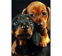 FanSee DIY 5D Diamond Painting Kit - Dachshund Puppy (35x45cm/14x18inch) - Adults - Unisex - Modern, Contemporary - Not Foldable