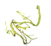 FANSHINUO Life Like Vine Climbing For Terrariums Decors Reptiles Habitats Artificial Water Resistant Climbing Vine