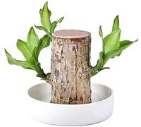 Farewell 2021 and Welcome Lucky 2022 - Mini Brazil Wood Lucky Wood Bedroom Four Seasons Potted purify The air Indoor Office Desktop Plant