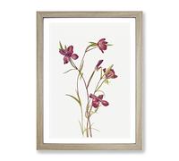 Farewell To Spring Flowers By Mary Vaux Walcott Vintage Framed Wall Art Print, Ready to Hang Picture for Living Room Bedroom Home Office Décor, Oak A2 (64 x 46 cm)