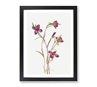 Farewell To Spring Flowers By Mary Vaux Walcott Vintage Framed Wall Art Print, Ready to Hang Picture for Living Room Bedroom Home Office Décor, Black A3 (34 x 46 cm)