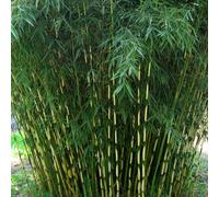 Fargesia Robusta Pingwu - Umbrella Bamboo | Fast Growing Bamboo Plant for Garden Screening and Hedges | 14cm Pot