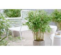 Fargesia Rufa 19cm Potted Plants: 1 Plant / 1 Planter