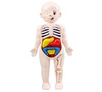 Faroby Human Body Model for Kids 7x4, Anatomy Model Organs Detachable ABS No Burrs Science Toys Educational for Kids Over 3 Years Old