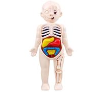 Faroby Human Body Model for Kids - 7x4 Anatomy Model with Detachable Organs, ABS No Burrs Science Educational Toy for Children Over 3 Years Old