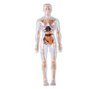 Faroby Human Body Model for Kids Detachable 3D Anatomy Science Toy Skeleton Model Educational Fully Transparent