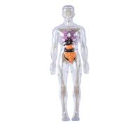 Faroby Human Body Model for Kids Detachable 3D Anatomy Science Toy Skeleton Model Educational Luminous