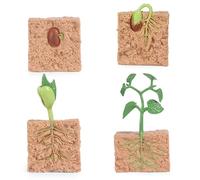 Faroby Life Cycle Toys for Kids, 4Pcs Simulated Plant Growth Process Model, Plants Grown Toy for Toddlers