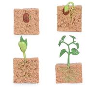 Faroby Plant Growing Kit, 4Pcs Life Cycle Toys Simulated Seed Growth Process Model Educational Teaching Tool
