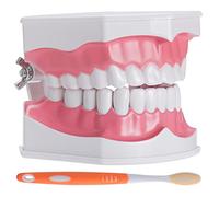 faruijie Dental Teeth Brush Model - 2X Dental Teeth Model for Children Education with A Free Toothbrush