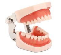 faruijie Dental Typodont Tooth Model with Removable Teeth and Soft Gums Teaching Study Tools Typodont Joint Anatomy Model for Students Kids Adults