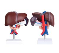 faruijie Human Liver Anatomical Model - Life Size Human Pancreas Pathology Model Liver Teaching Model Liver Dissection Model